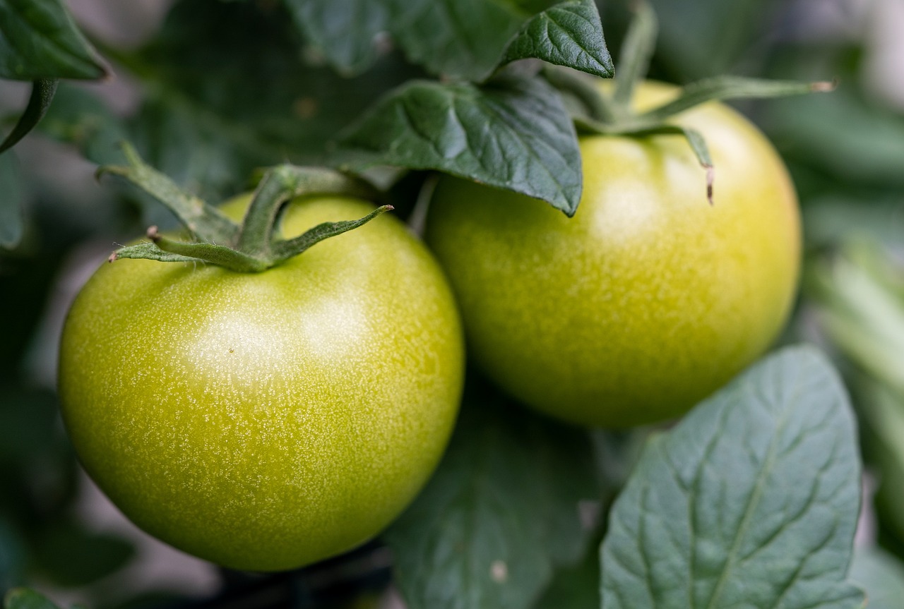 Vegetable Gardening for Beginners: Tips and Tricks